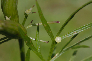 Black Swallowtail egg